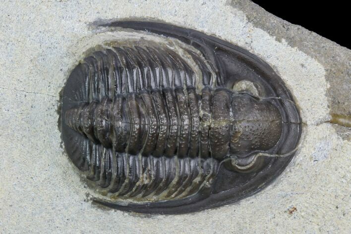 Cornuproetus Trilobite Fossil - Morocco #125207